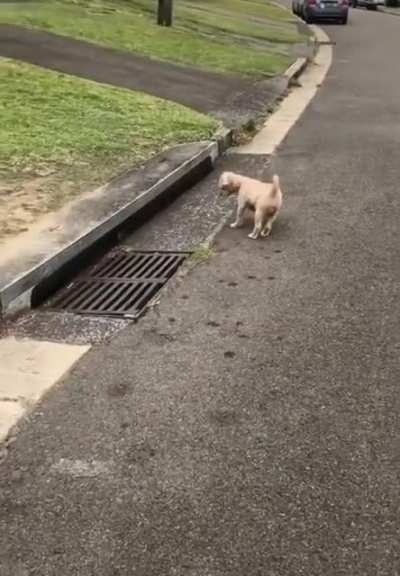 Cat and dog passing on the street