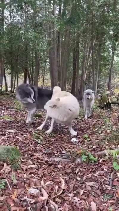 I've never seen a wolf be silly ???