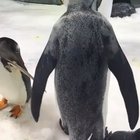Penguins and bubbles