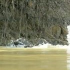 ? A Jaguar dragging an Alligator out of the river ?