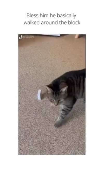 How to track your cat ?