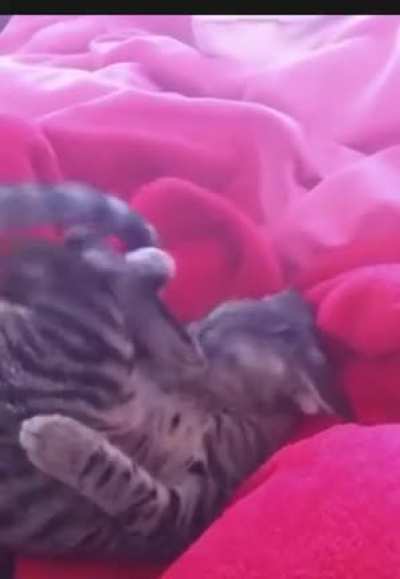 big derp