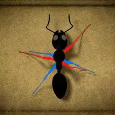How ants walk