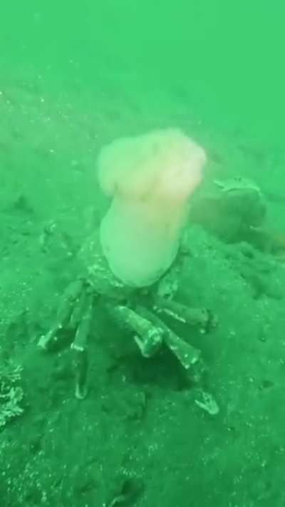 ? A Masking crab wearing a Sea anemone like a chef’s hat