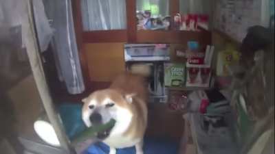 If you fell sad remember this dog owns a shop in Tokyo?