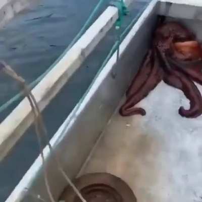 ? Octopuses are magnificent beings.