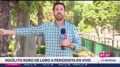 Bird steals an AirPod from a news reporter