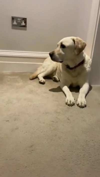 "He is NOT my brother", Lab probably...
