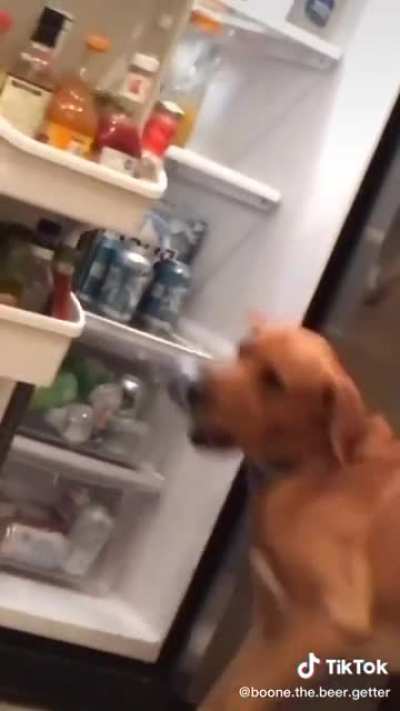 A well trained dog goes a long way