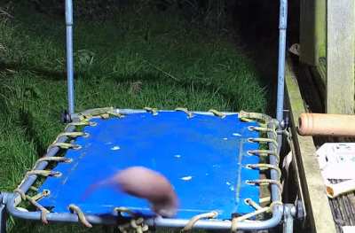 ? Stoat discovers a trampoline