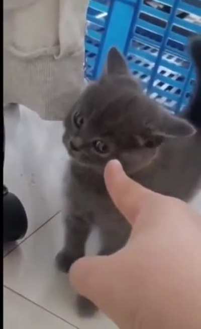 Tough Kitty