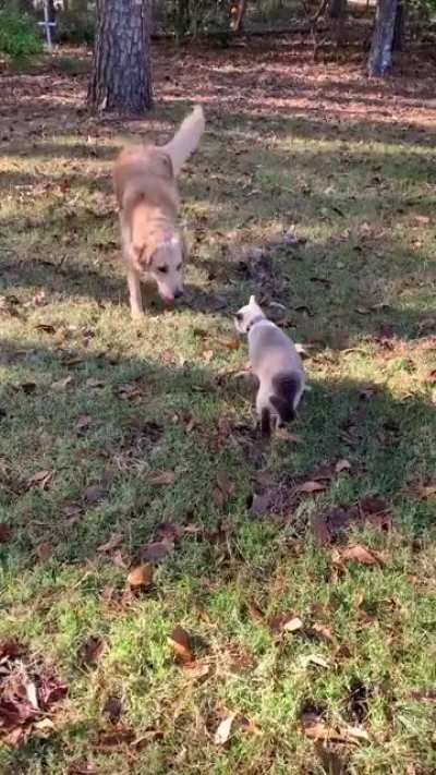 to slap