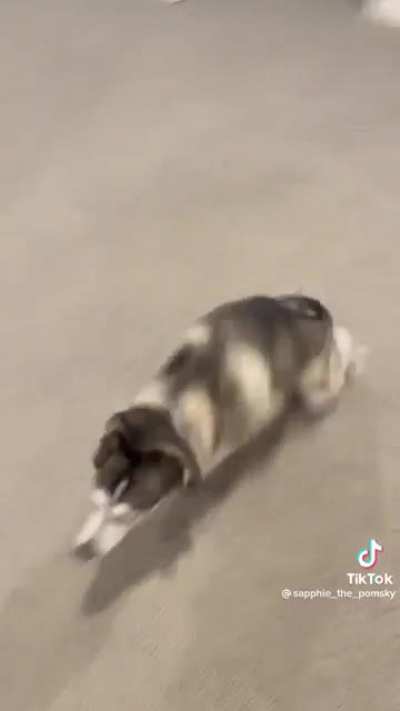 Doge