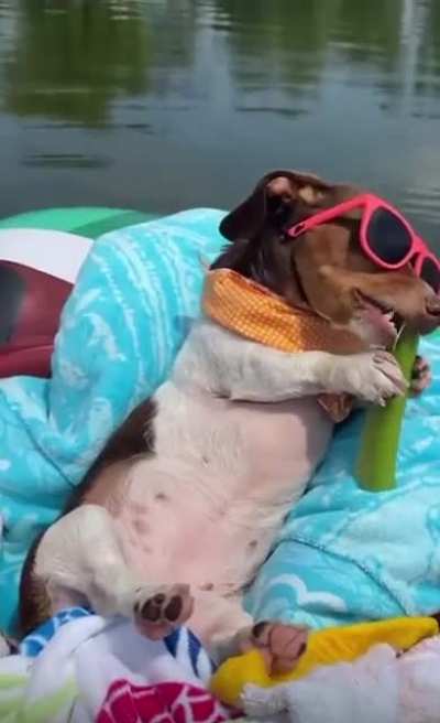 Doggie boss ?