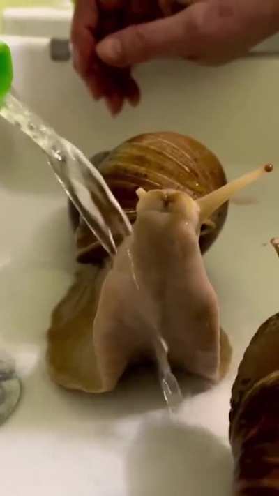 Snail shower ?