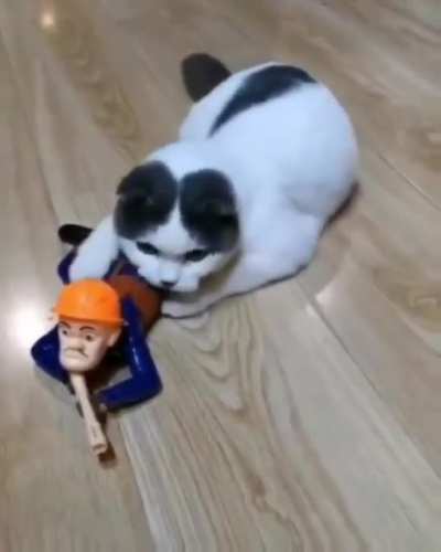 Tactical cat.