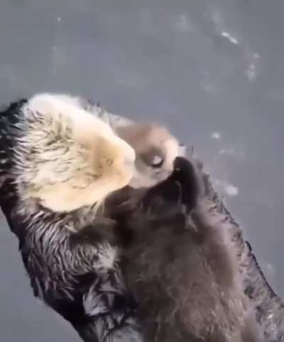? Momma sea otter making sure her pup is comfy ?