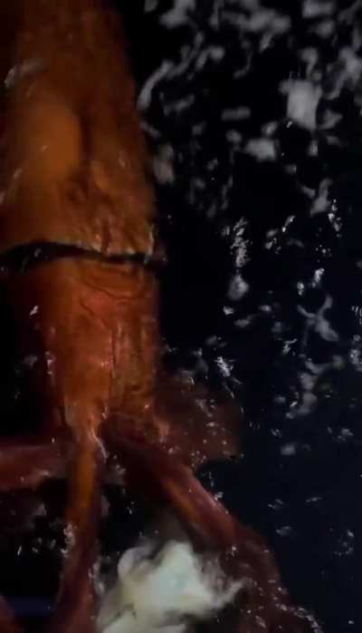 ?recent footage taken of Giant Squid latched to bait line