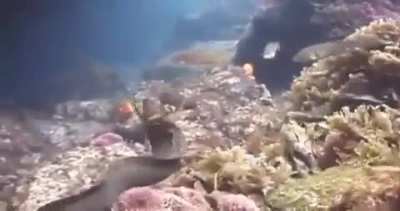 ? This little octopus literally riding on this eel to escape being eaten.