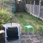 Two foxes have decided to take advantage of the UK lockdown and use my friends garden to raise their cubs.