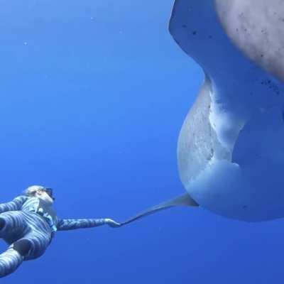 ? This 20 ft Great White shark, filmed off the coast of Oahu, Hawaii, is believed to be the largest ever recorded.