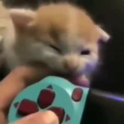 look at this smol criminal