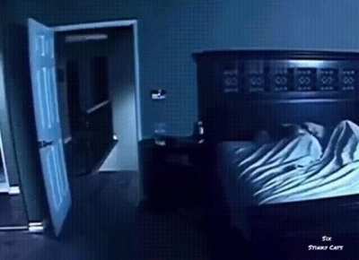 Cat “haunting”
