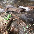 ? Wild piglets receive an early lesson in swimming &amp; diving