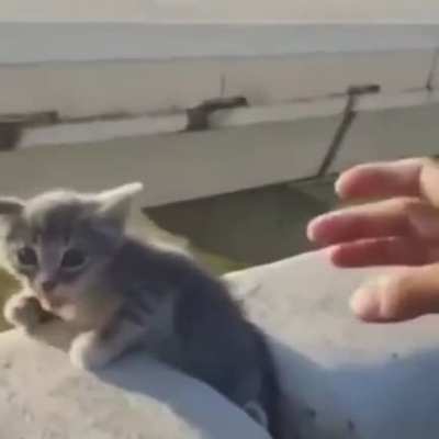 Meow?irl
