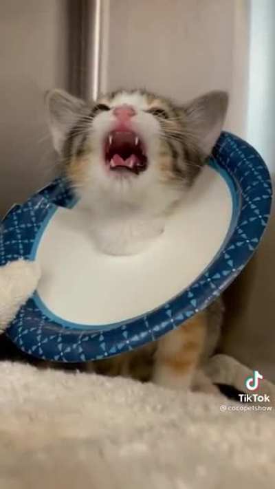 I saw this on tiktactok today and ran here…