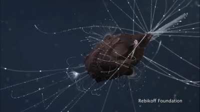 ?first footage of mating pair of Anglerfish (small male attached to belly of larger female)