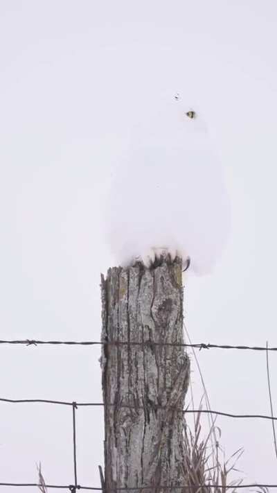 ? Owl in snow