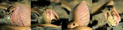 ? Dasypeltis inornata snake eating an egg