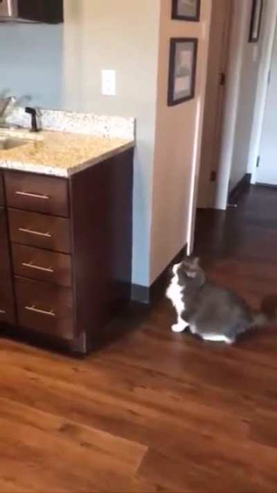 To jump on the table