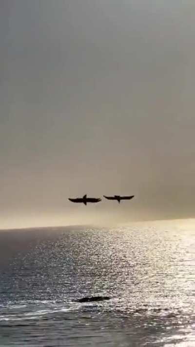 ? Ravens