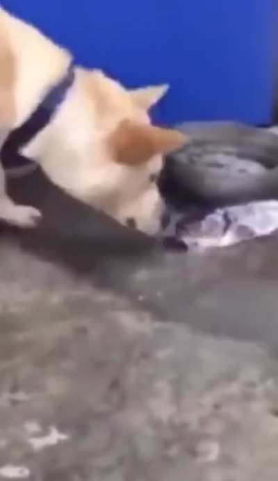 Dog trying to save fishes ??