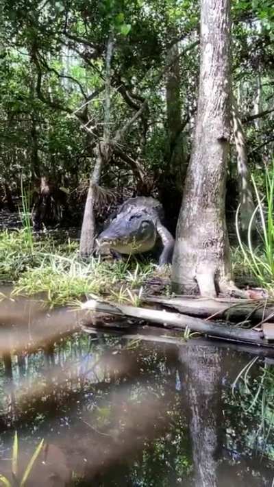 ? Coming across a large gator