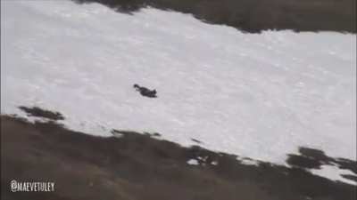 ? Wolf in Yellowstone National Park