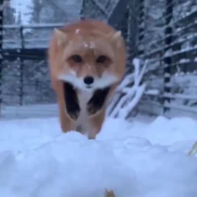 ? Fox attack