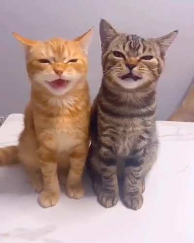We're cats not awiens. Honest