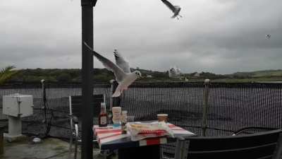 The time I made a fatal mistake of feeding one seagull on a boat
