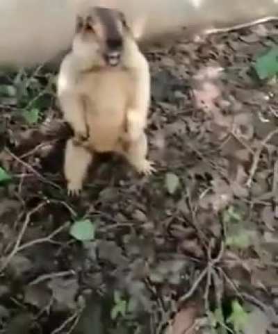 A wild "idk, maybe a groundhog?" appears!