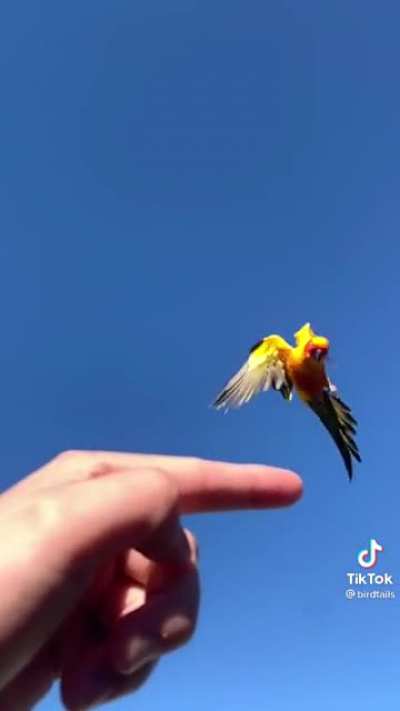 This bird getting yeeted
