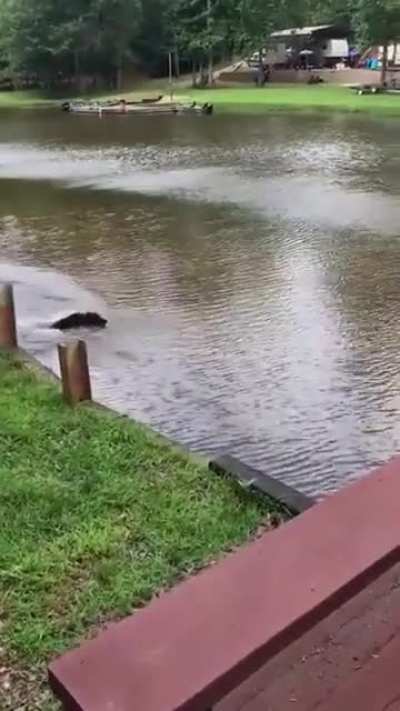 Dog freaks out when his owner swings out and falls into lake then swims out to rescue him