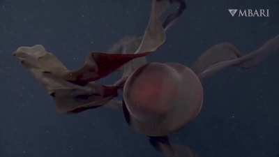 ? An extraordinary deep-sea sighting-The giant phantom jelly