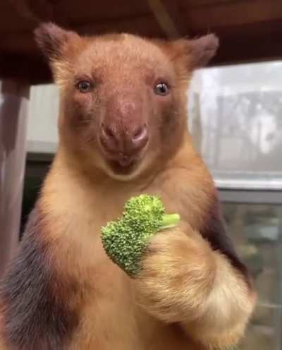 ? Don’t forget to eat your greens! A quick reminder from Kofi the Goodfellow’s Tree Kangaroo!