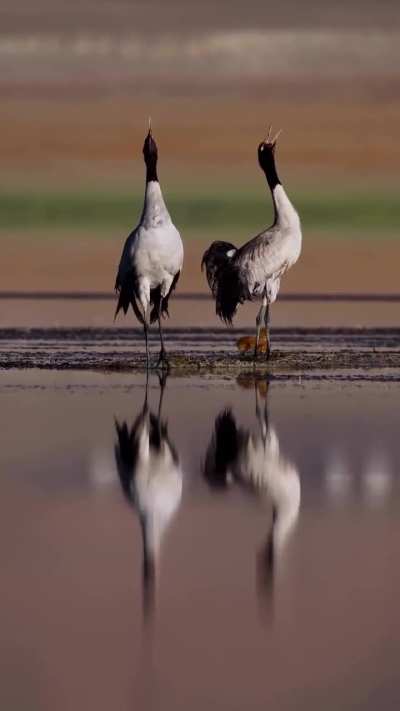 ? The Only Alpine Crane species— Black-Necked Cranes with chicks in Ladakh, India