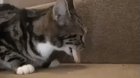 this cat realized his fuck up