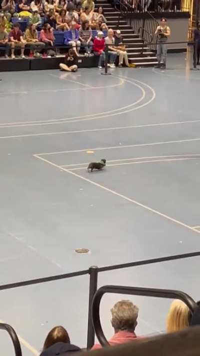 Senior (14yo) dog ends last in race but wins the crowd ?