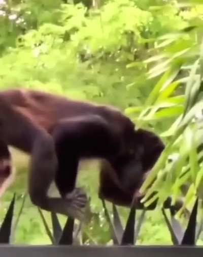 Monkey risking it all